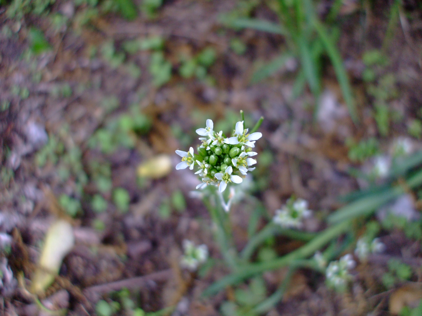 Arabis drummondii